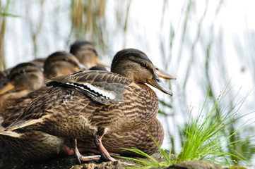 Cute mallard ducks take a rest on the floating wood log.
