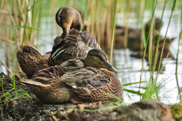 Cute mallard ducks take a rest on the floating wood log.