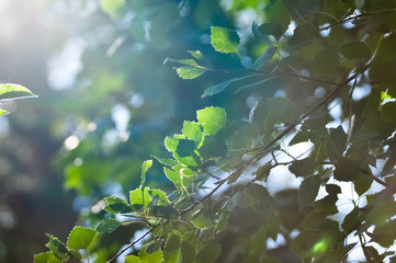 Natural background. Spring bright fresh birch foliage in sunlight