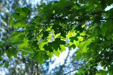 Fototapeta na wymiar Fresh green maple leaves on the branch with daylight.