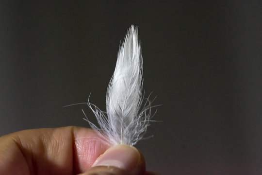 Horizontal full lenght close up photo of a fingers holding a white feather