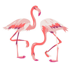 Pink flamingo vector illustration