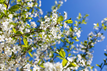 blooming cherry against the blue sky