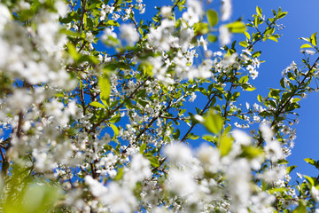 blooming cherry against the blue sky