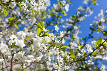 blooming cherry against the blue sky