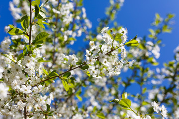 blooming cherry against the blue sky