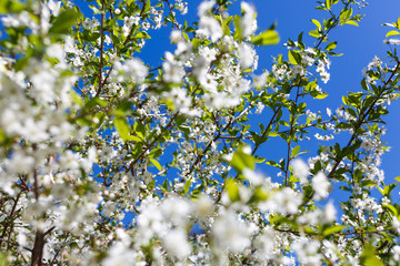 blooming cherry against the blue sky
