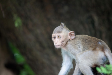 可愛いサル