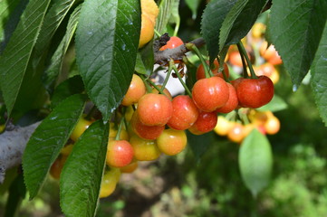 The ripe cherries are on the tree