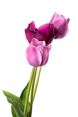 Tulip flowers isolated on a white background