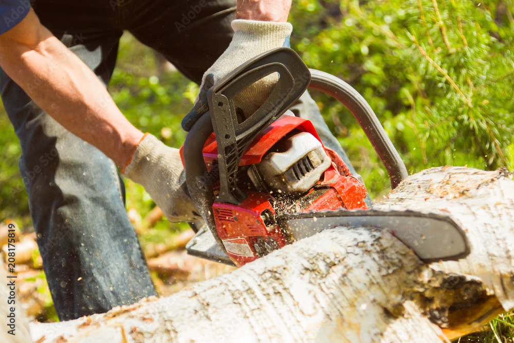 Wall mural a man sawing up a log with a red chainsaw on a hot summer day, sawdust flying