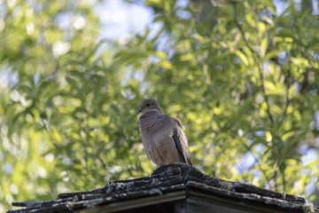 Tourterelle Triste, Mourning Dove, Estrie, Québec Canada