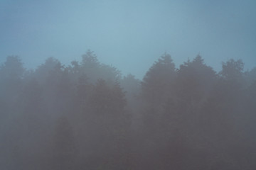 Obraz na płótnie Canvas A dense mist of forest