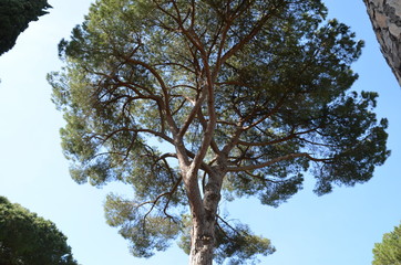 tree nature pine forest