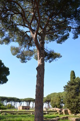tree nature pine forest