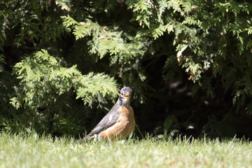 Merle d'Amérique juvénile, American Robin Estrie Québec Canada 