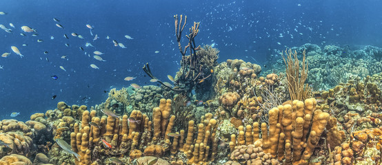 Caribbean coral reef © John Anderson