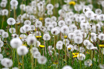 Dandelion Weeds Blowing in the Wind