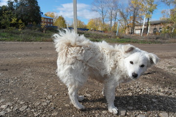 white, curly, dog 2