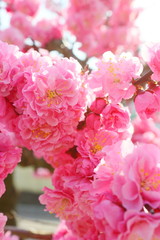 八重咲きの紅梅