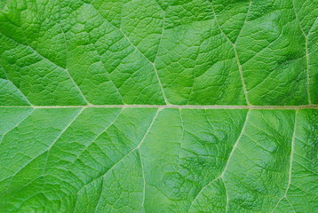 texture of burdock green leaf. medicinal plant