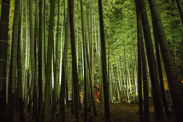 Fototapeta na wymiar 京都　高台寺の竹林ライトアップ