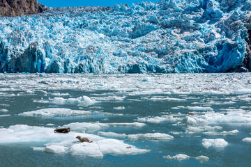 Seals Lounge on Icebergs in Front of Alaska's Sawyer Glacier
