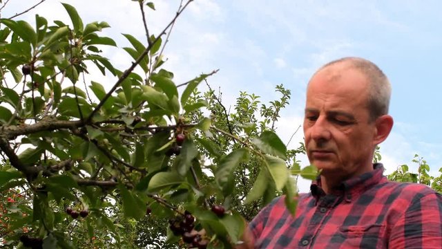 Male farmer picking sour cherries. Middle aged man gathering sour cherries in sour cherry tree. Mature man, gardener in summer