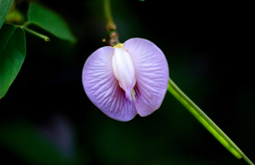 Butterfly Pea Flower. Known as Bunga Telang. Plant species belonging to the Fabaceae family.