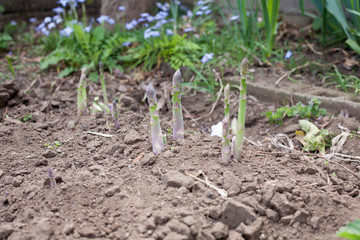 Growing asparagus on farm