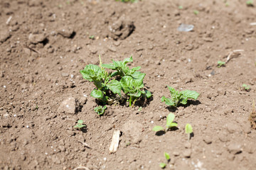 Sprouting potato on farm