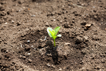 Sprouting malabar spinach on farm