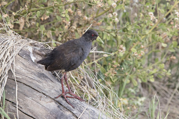 Black crake which stands on a dry log on the shore of Lake Victoria