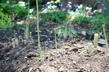 Growing asparagus on farm
