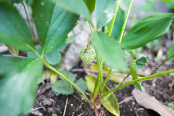 Green young strawberry on farm