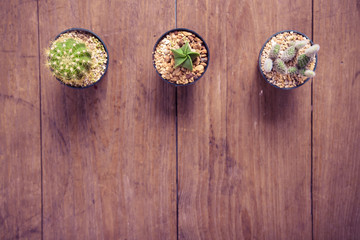 Fototapeta na wymiar cactus on wood Still Life , Three Cactus Plants on Vintage Wood Background Texture