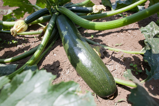 Harvesting zucchini on farm