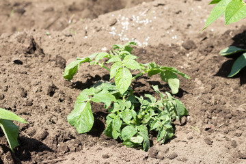 Growing potato on farm