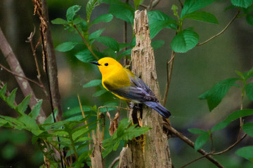 Warbler