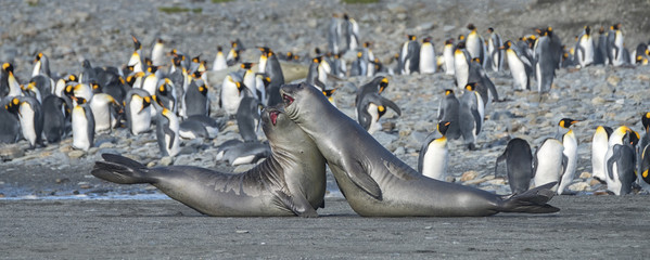 Young Elephant Seals Practicing Mock Fighting, South Georgia Island, Antarctic