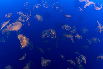Beautiful Swarm of Jellyfish
