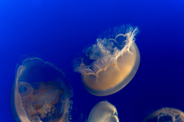 Beautiful Multiple White Jellyfish