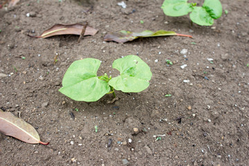 Sprouting kidney beans plant  on farm
