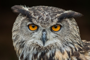 Eagle owl