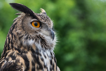 Eagle owl
