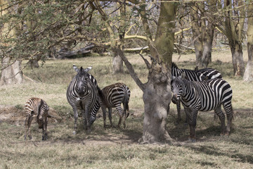 Fototapeta na wymiar herd Plains Zebra which stands in the shade of acacias on a hot, sunny day