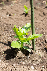 Growing malabar spinach on farm