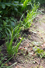 Growing Chinese chive on farm