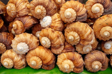 Conch Shells