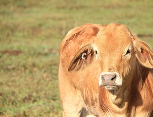 Obraz premium Brahman Cross Cattle 